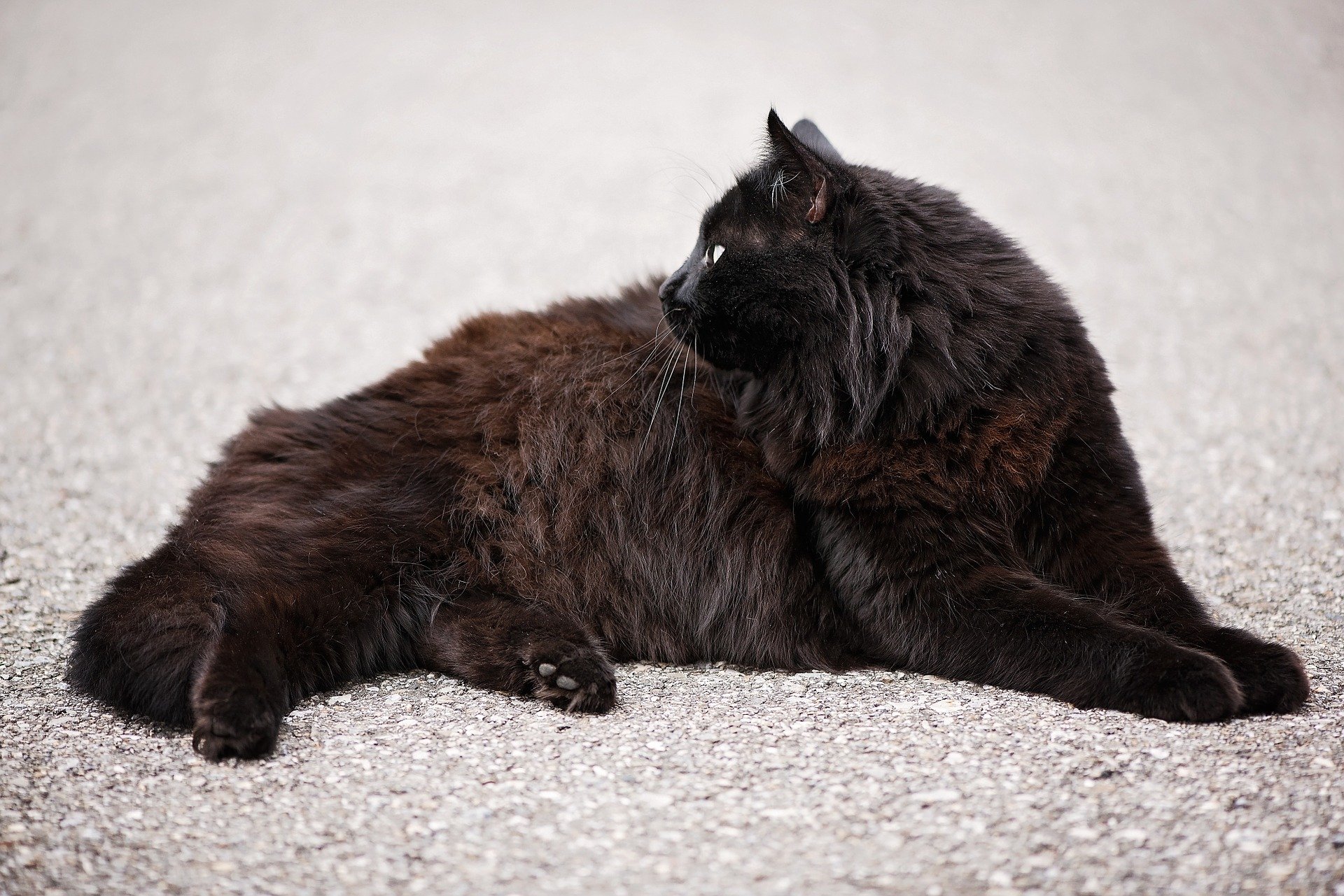 Chat Angora : l&#039;ancêtre turc des chats à poils longs