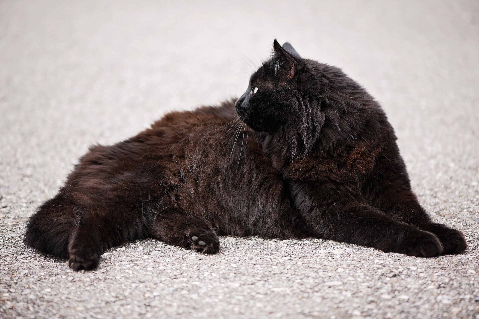 Chat Noir La Classe A L Etat Pur