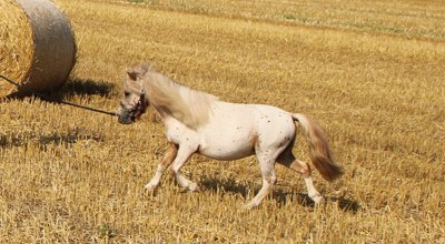 Le Poney Shetland : apparence, caractère, comportement, alimentation et santé