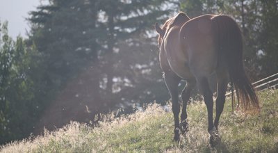 Cheval maigre : pourquoi ? Et comment le faire grossir ?