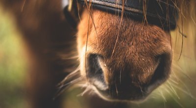 Colique du cheval : que faire ? Pourquoi ? Comment la prévenir ?