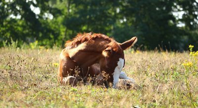 Comment dort un cheval : debout ou couché ? Et combien de temps ?