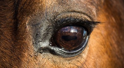 Durée de vie d’un cheval : vieillesse, alimentation, santé