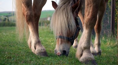 Fourbure du cheval : causes, symptômes, alimentation, prévention