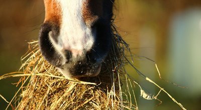 Poids du cheval : pourquoi le peser ? Poids moyen, poids du poney