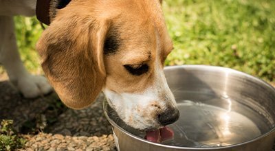 Mon chien boit beaucoup, que faire ?