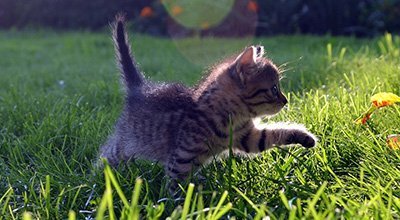 Comment reconnaître et entretenir le bonheur chez le chat ?