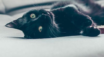 Le chat noir : un félin chic et mystique