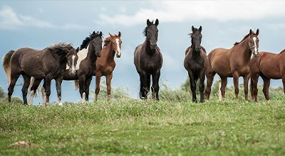 Acheter un cheval : le rêve de tout cavalier