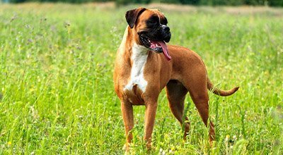 Tout savoir sur les chiens boxers