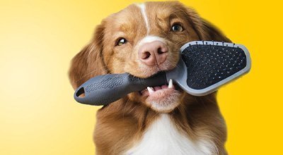 Toilettage du chien : du brossage au lavage, en passant par les soins des dents, des oreilles et des yeux 