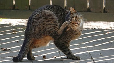 Comment déceler et soigner les maladies de peau du chat ?