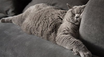 La dépression chez le chat : un trouble à traiter de toute urgence 