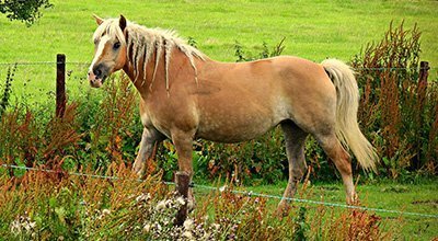 Cheval au pré : du choix du terrain à la mise au pré