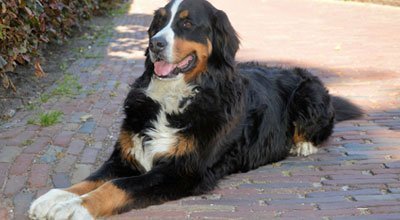 Le Bouvier Bernois : un chien social, affectueux apprécié des familles