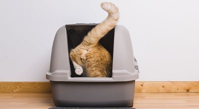 Comment bien choisir et entretenir la litière de votre chat ?