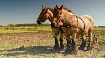 Les chevaux de trait en France : du Comtois au Percheron en passant par le Cob normand 