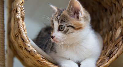 Comment fabriquer et rendre attractif votre arbre à chat ?