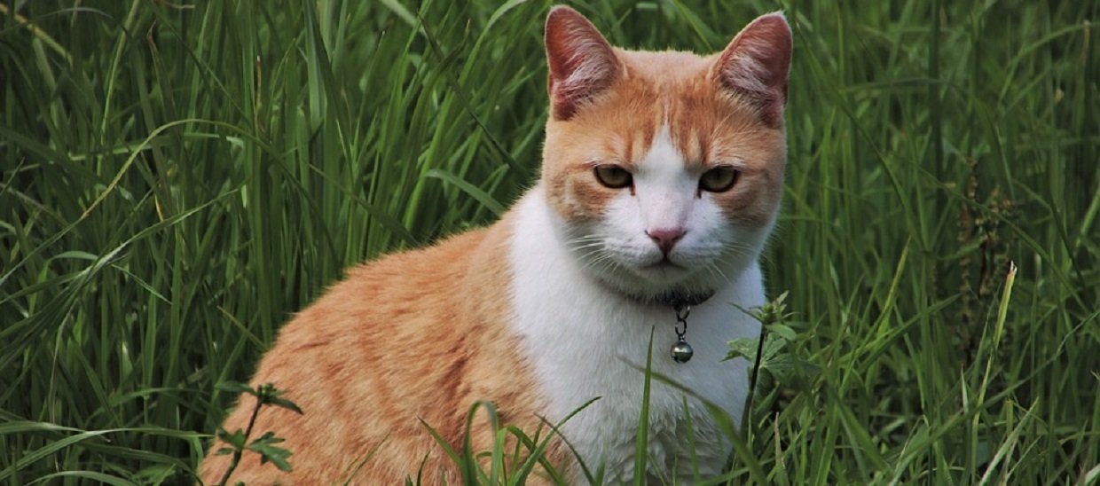 Mon chat perd ses poils, dois-je m’en inquiéter 