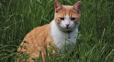 Mon chat perd ses poils, dois-je m’en inquiéter 