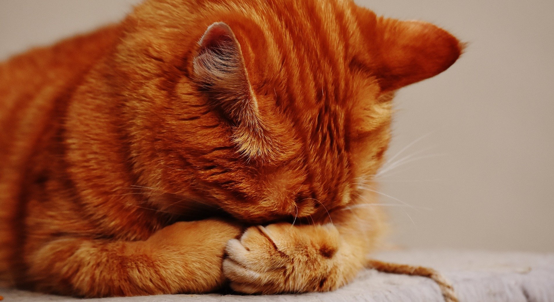 Mon Chat Ne Mange Plus Que Faire Mon Chat Ne Mange Plus Que Faire