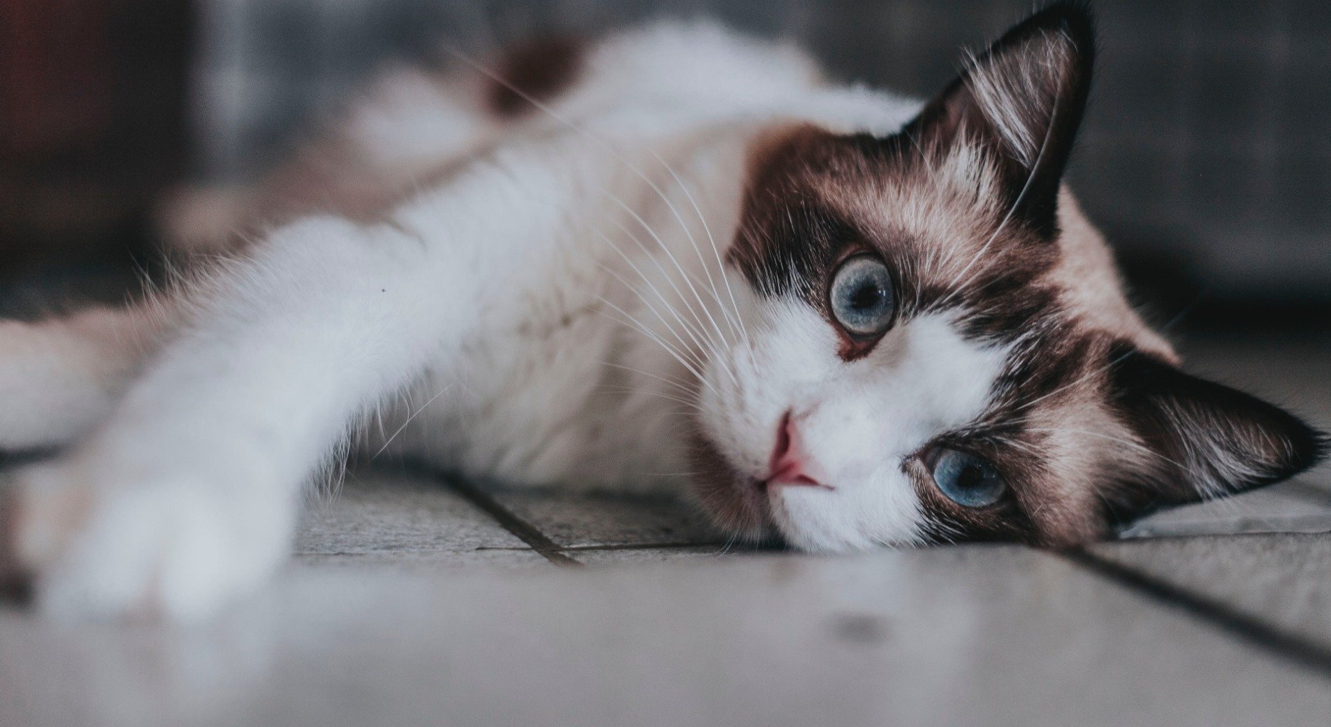 gros plan d'un chat aux yeux verts se trouve dans l'herbe. un chat