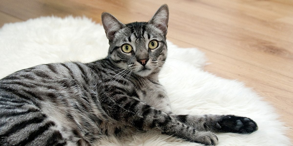 Coronavirus Un Danger Pour Les Chats