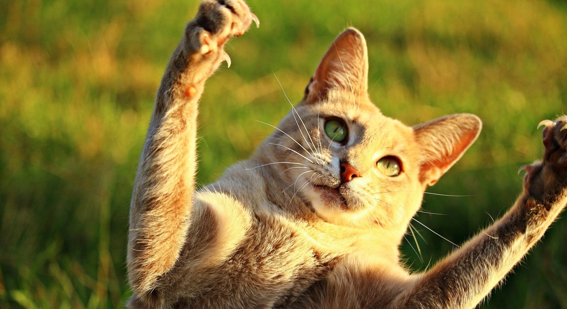 Couper Les Griffes Du Chat Sans Lui Faire Mal Couper Les Griffes Du Chat Sans Lui Faire Mal