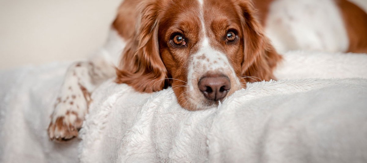 La maladie de Cushing chez le chien