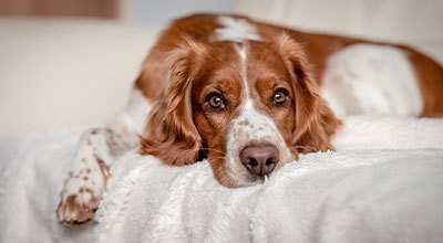 La maladie de Cushing chez le chien