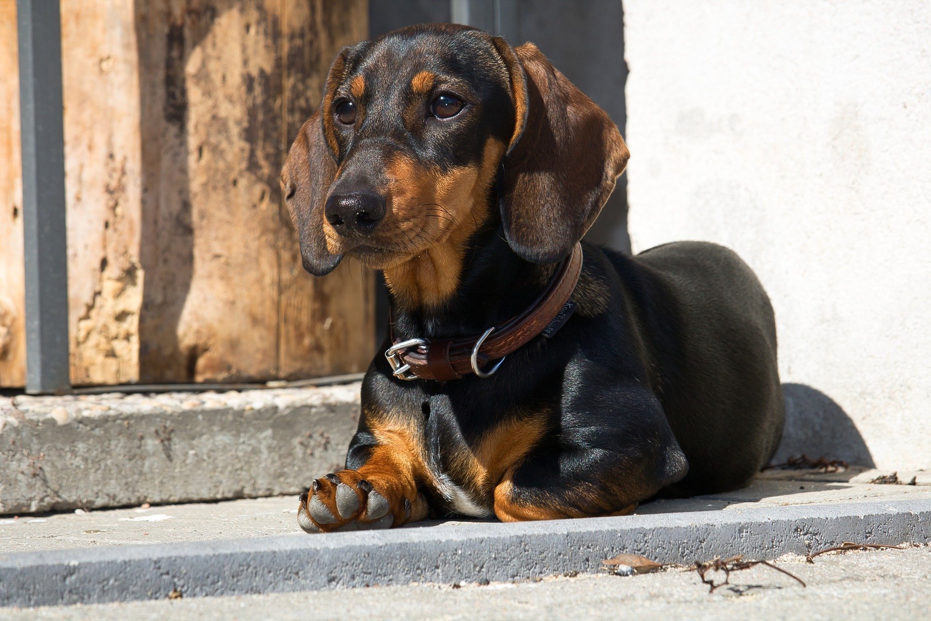 Température du chien : comment prendre sa température ? Que faire en cas de fièvre ?