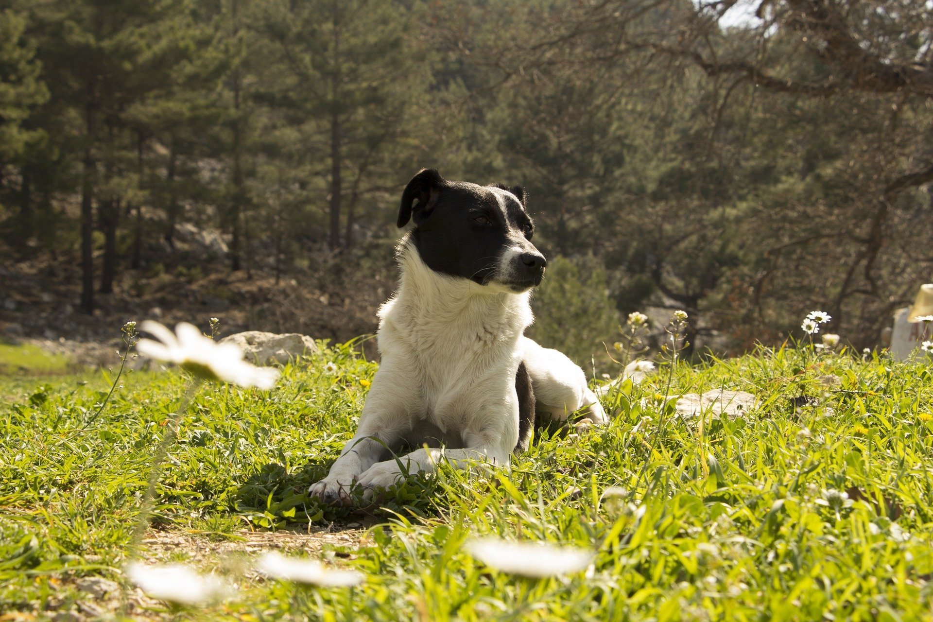 Vermifugation Du Chien Pourquoi Vermifuger Quand Et Comment Faire