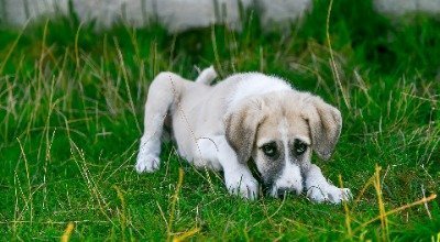 Comment sauver votre chien de l’empoisonnement ?