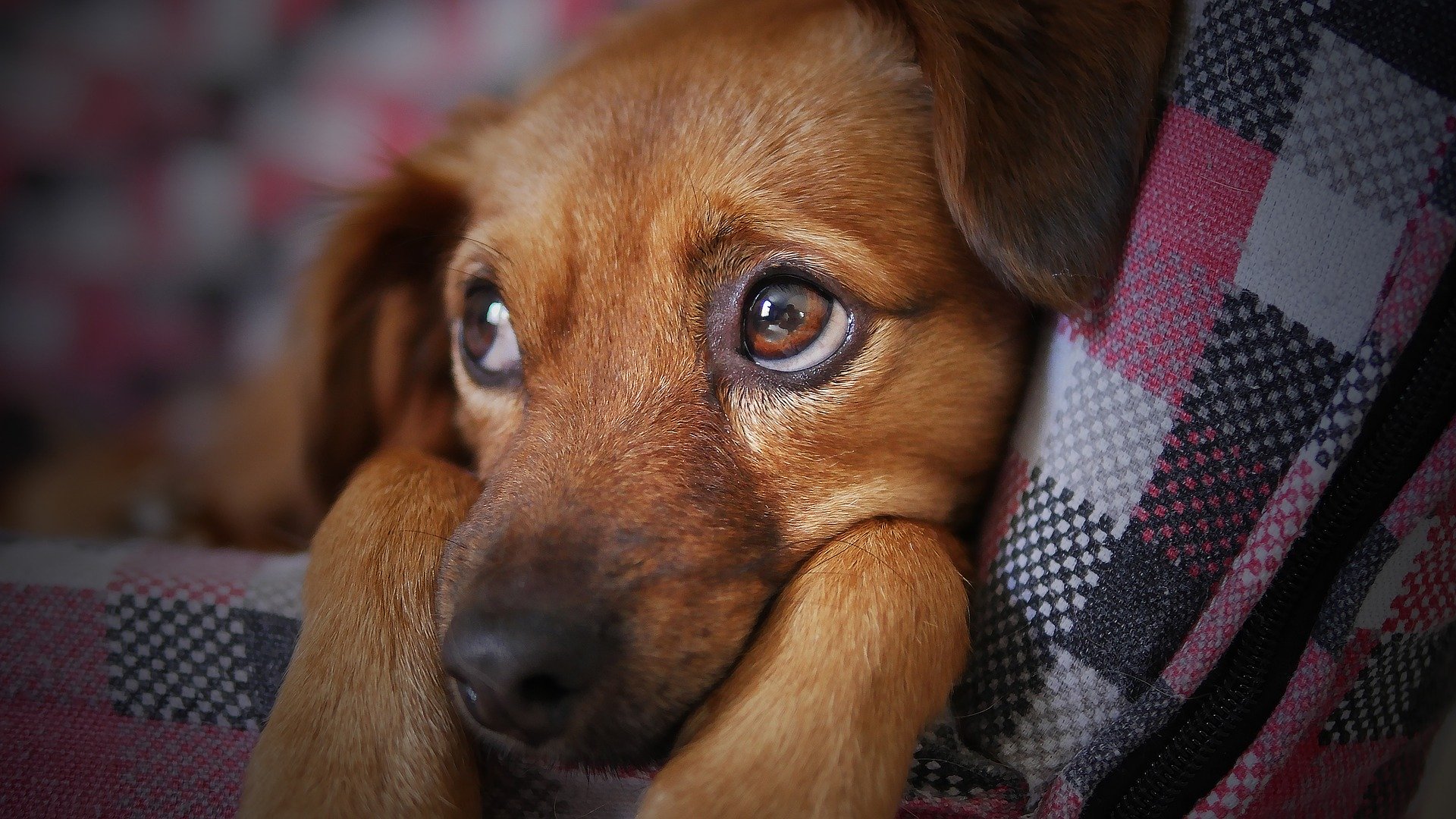 Chien en chaleur : reconnaître et calmer le chien en rut