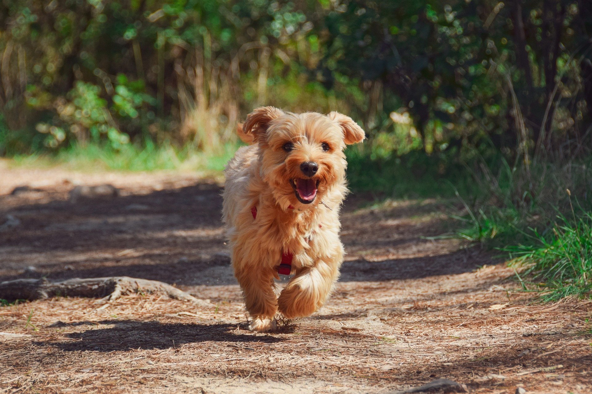 Sevrage du chiot : comment sevrer ? Quand et combien de temps ?