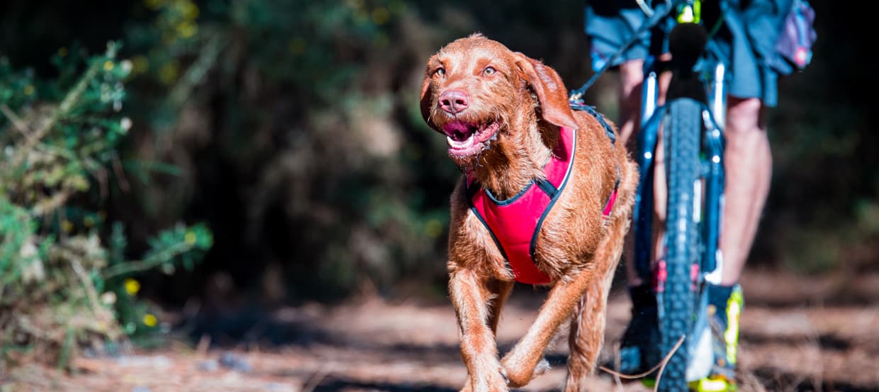 Cani-VTT : conseils et exercices d’éducation pour débuter en sécurité