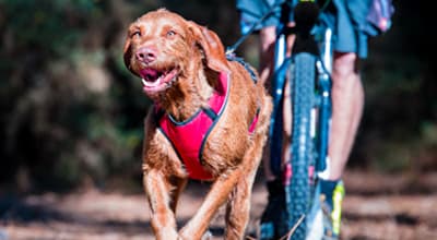 Cani-VTT : conseils et exercices d’éducation pour débuter en sécurité