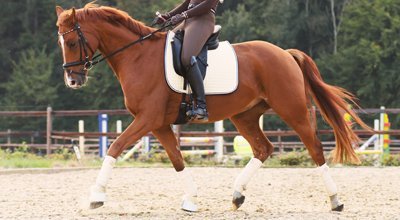 Dresser un cheval : du débourrage au dressage, comment choisir un dresseur ? 