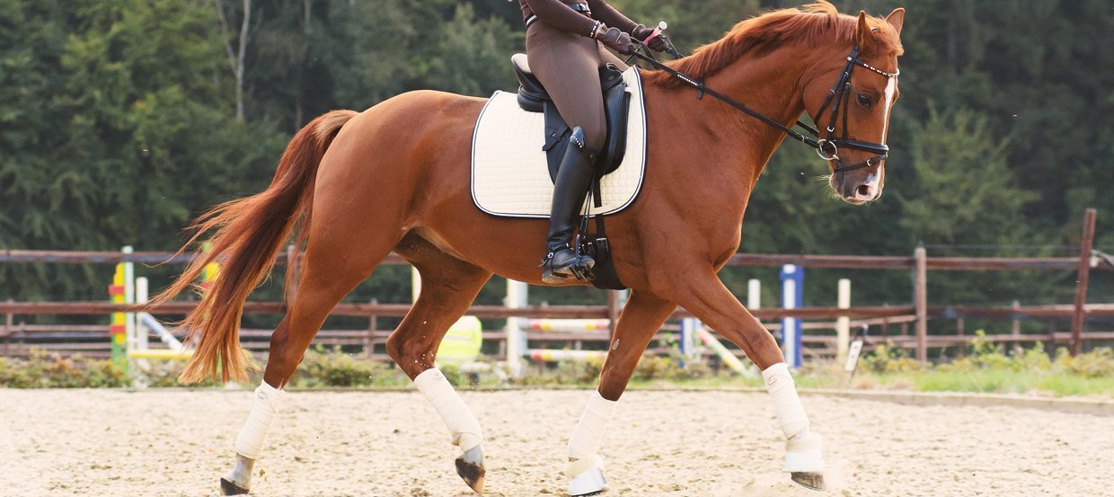 Dresser un cheval : du débourrage au dressage, comment choisir un dresseur ? 