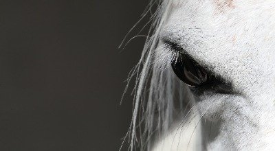 Éthologie équine et équitation éthologique : quelles différences ? 