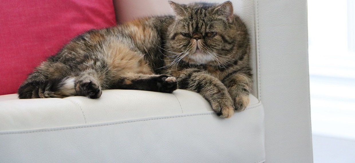 Exotic Shorthair Origines Prix Caractere Josera Exotic Shorthair Origines Prix Caractere Josera