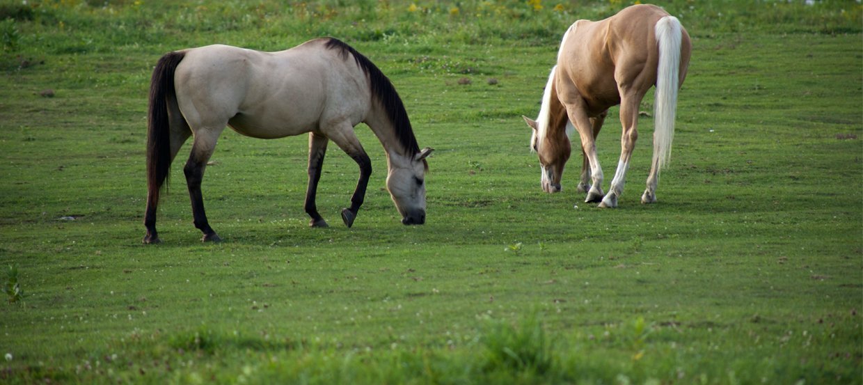 Assurer un cheval : tout savoir sur l’assurance mortalité, vol, frais vétérinaires…  
