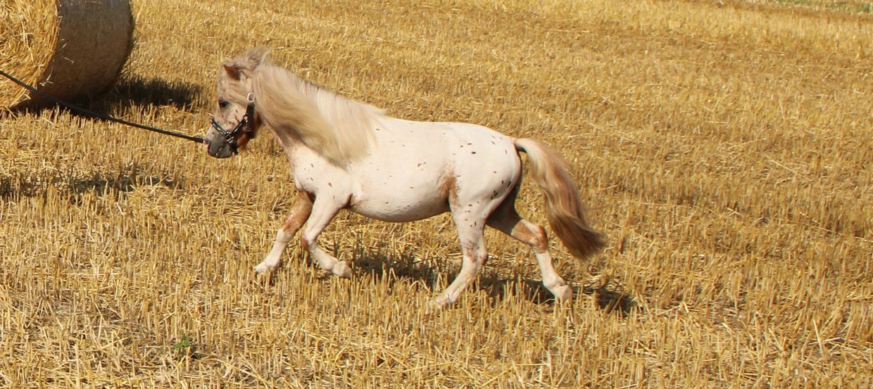 Le Poney Shetland : apparence, caractère, comportement, alimentation et santé