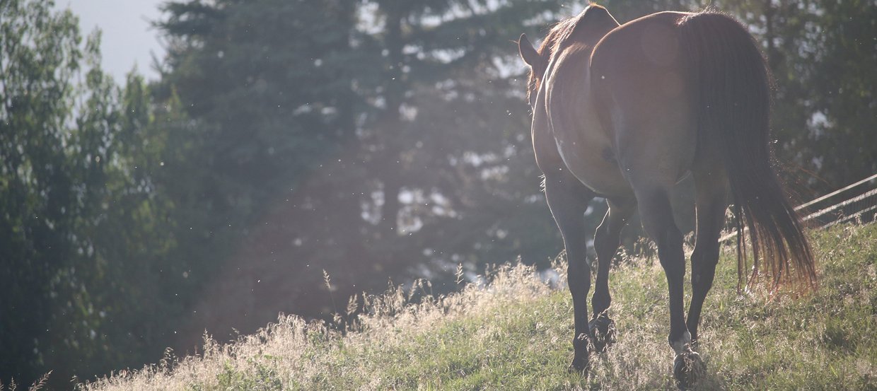 Cheval maigre : pourquoi ? Et comment le faire grossir ?