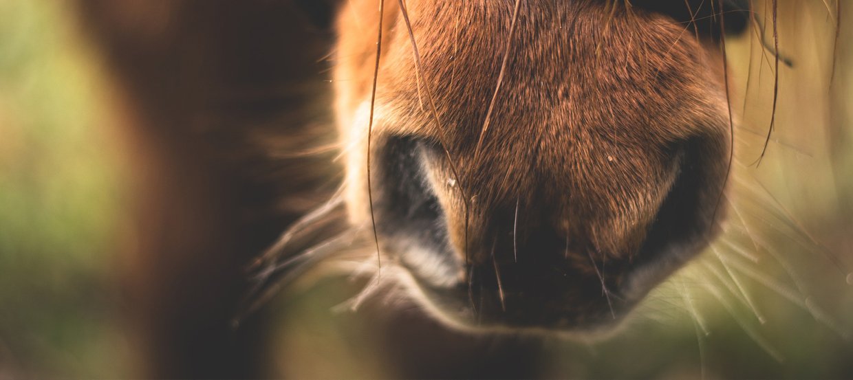 Colique du cheval : que faire ? Pourquoi ? Comment la prévenir ?