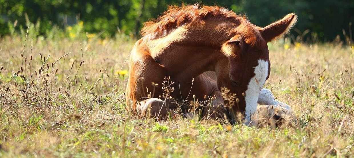 Comment dort un cheval : debout ou couché ? Et combien de temps ?
