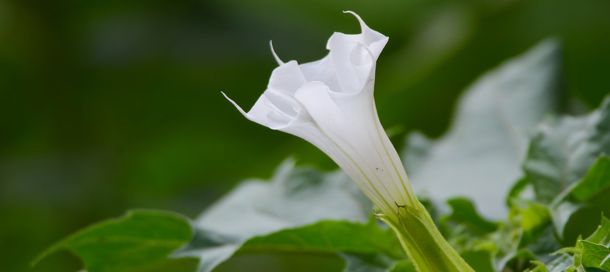 Le Datura : une plante hautement toxique pour les chevaux