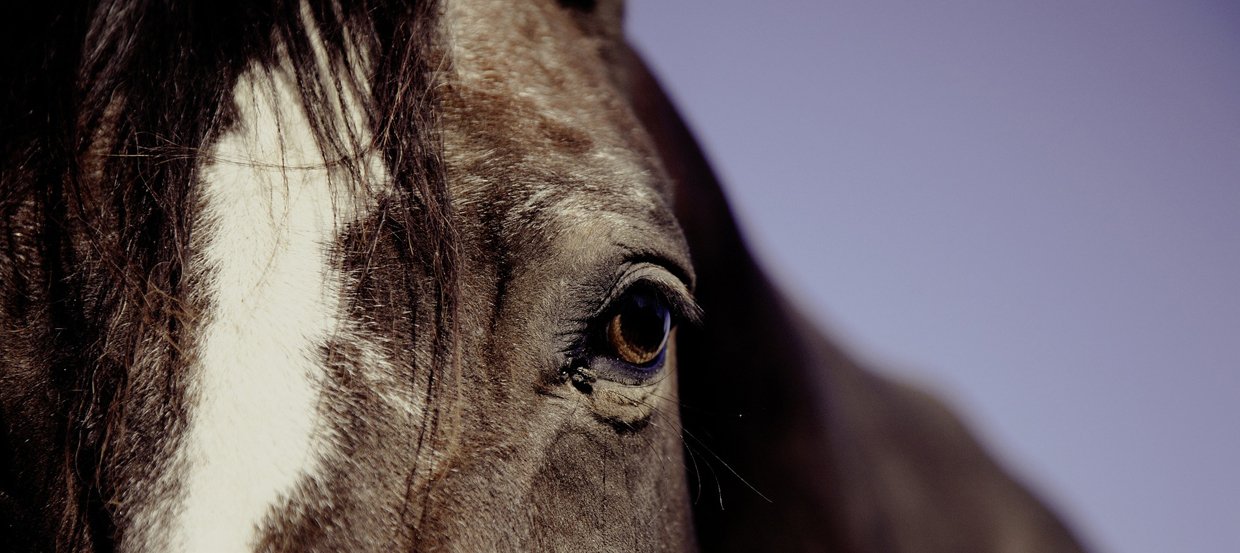 Durée de vie d’un cheval : combien de temps vit-il ? 