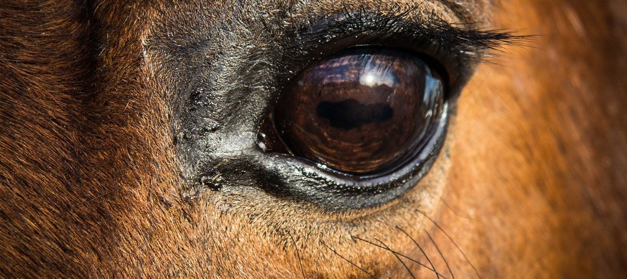 Duree De Vie D Un Cheval Esperance De Vie Vieillesse Sante