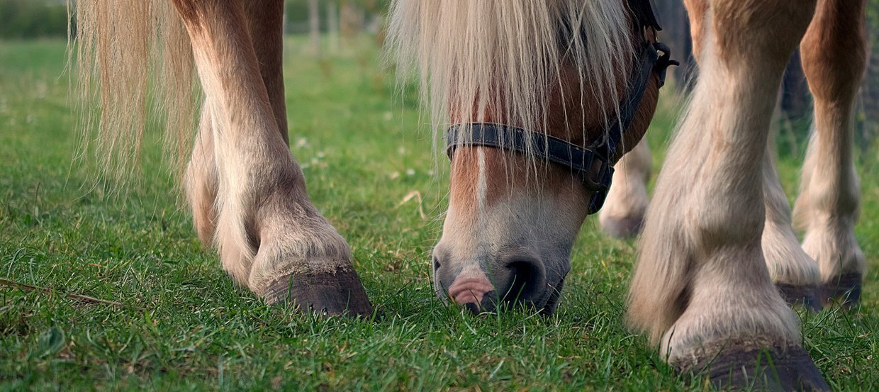 Fourbure du cheval : causes, symptômes, alimentation, prévention